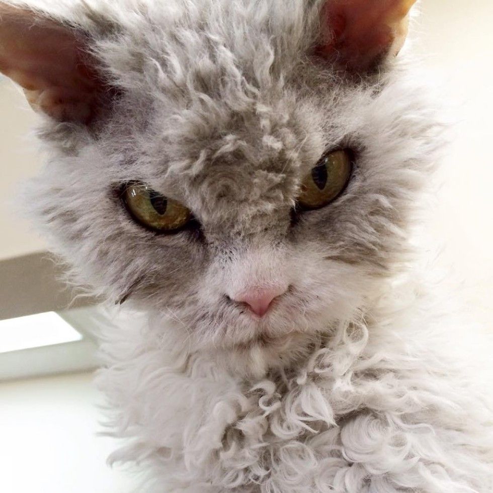 pompous albert cat frowning staring