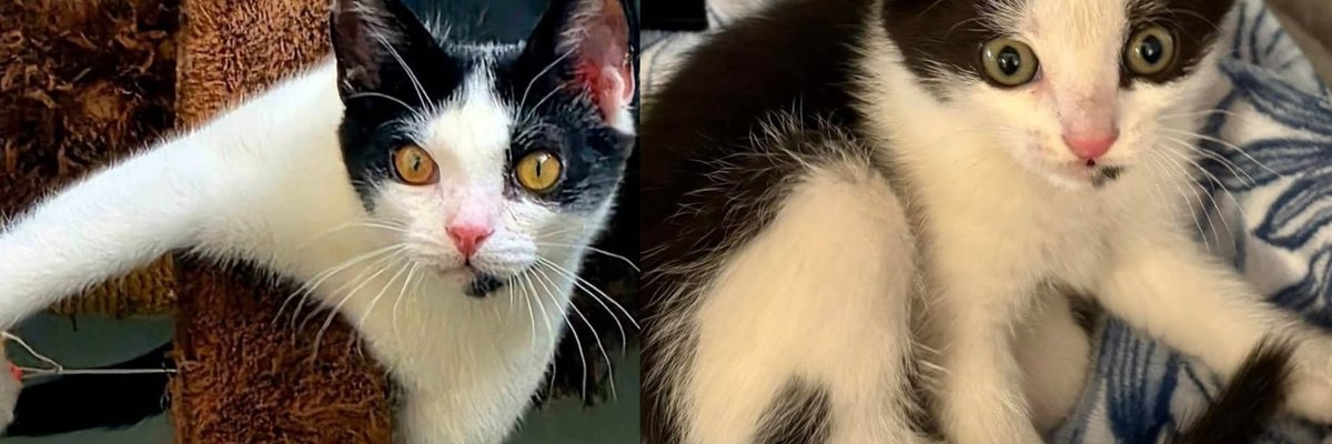 Kitten Rescued From Under a Florida Bridge Has Traded Roaring Traffic for Belly Rubs and a Dog Best Friend