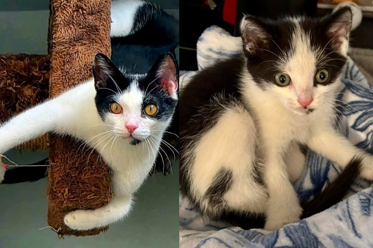 Kitten Rescued From Under a Florida Bridge Has Traded Roaring Traffic for Belly Rubs and a Dog Best Friend