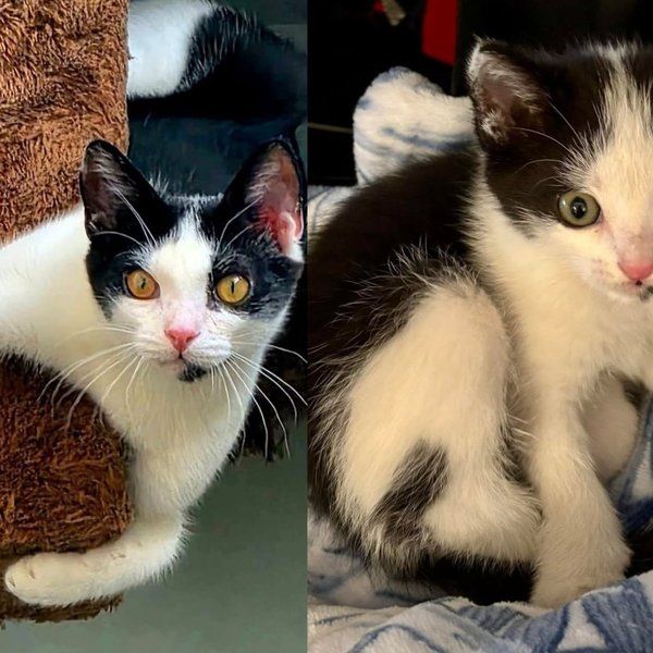 Kitten Rescued From Under a Florida Bridge Has Traded Roaring Traffic for Belly Rubs and a Dog Best Friend