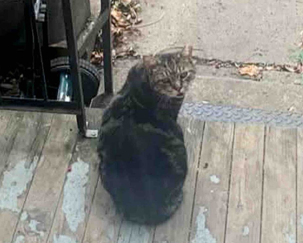 porch stray cat streets