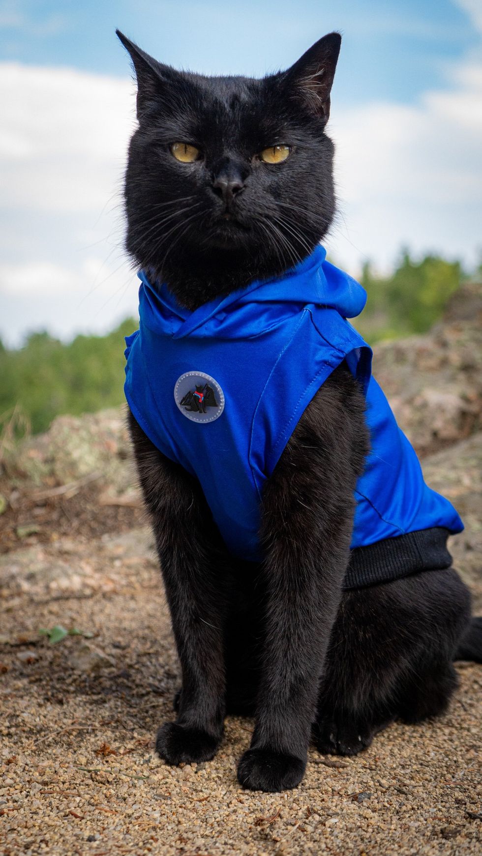 Portain of a black cat wearing a blue shirt looking at the camera.