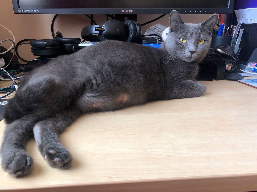 pregnant cat belly desk