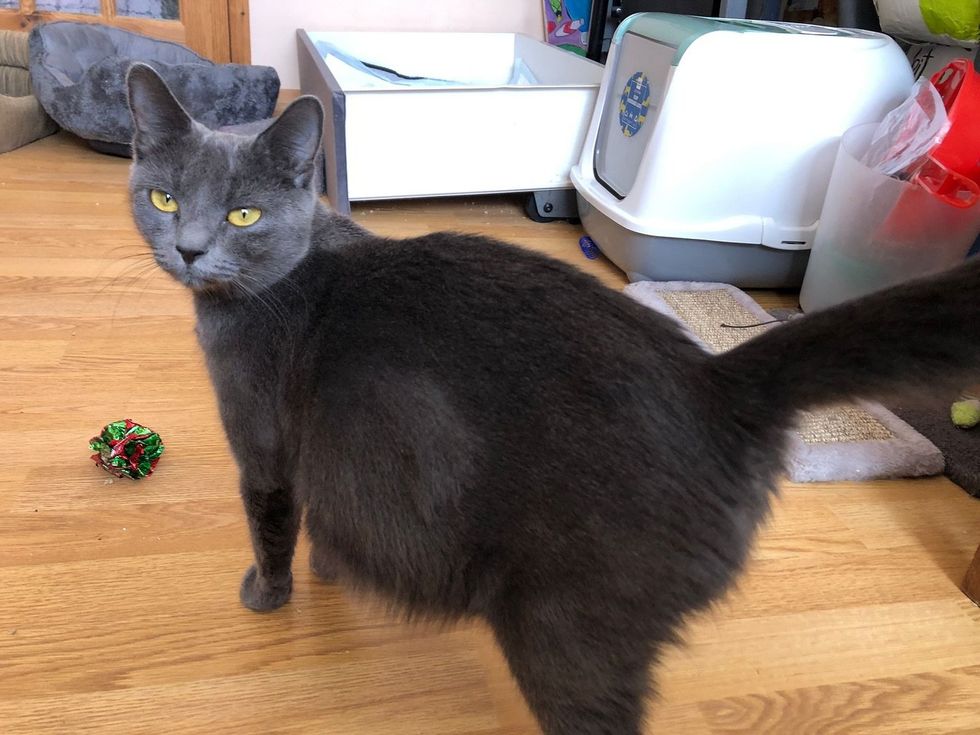 pregnant cat indoors