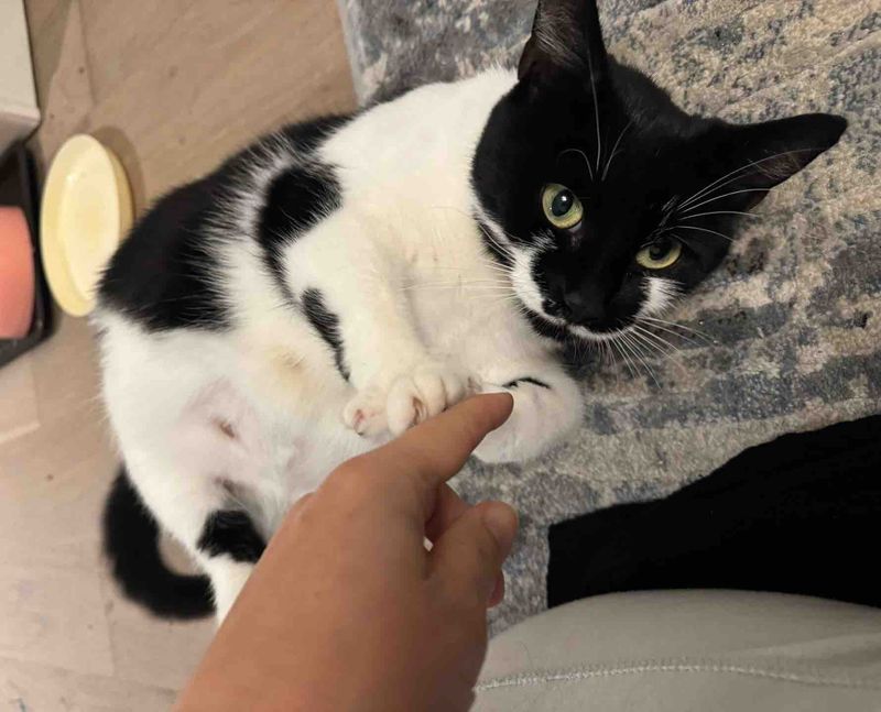 pregnant friendly cat