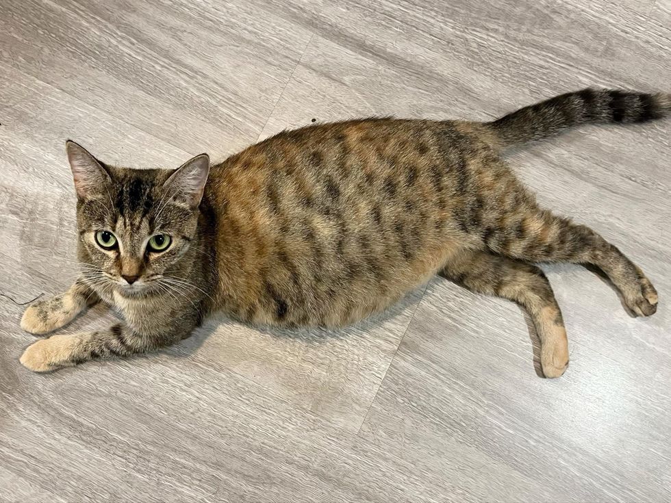 pregnant tabby cat