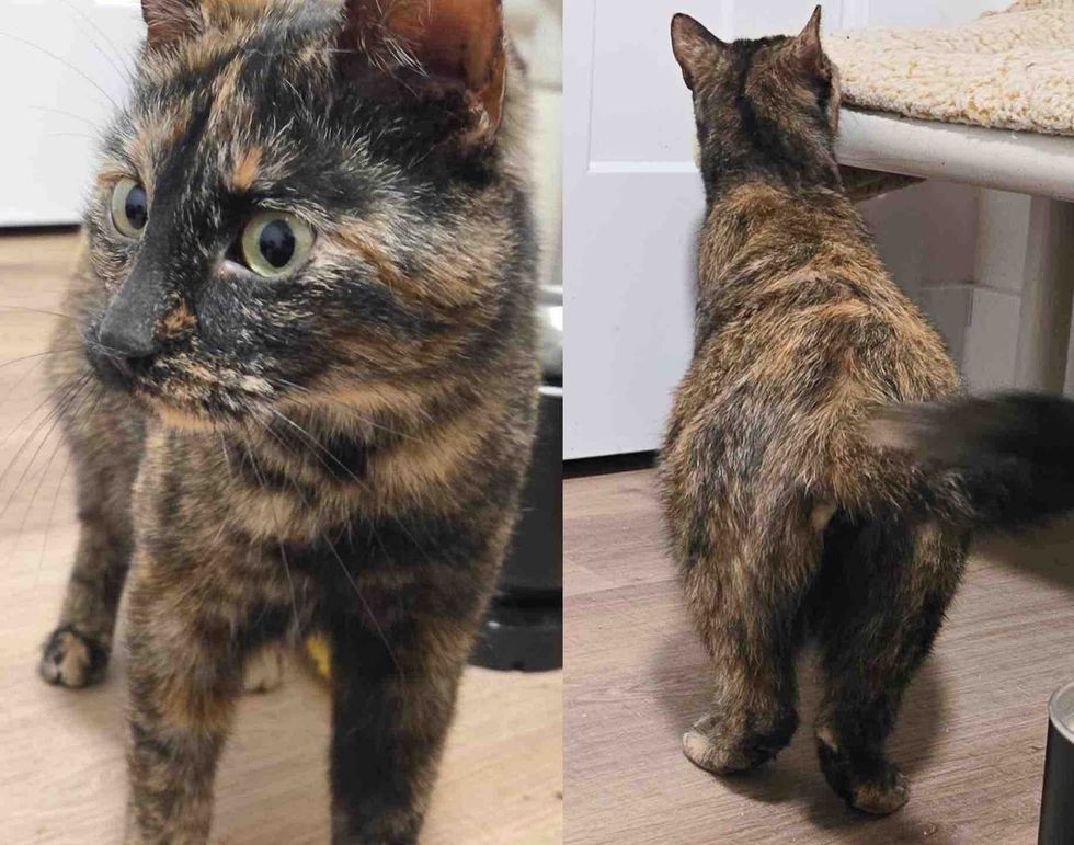 pregnant tortie cat