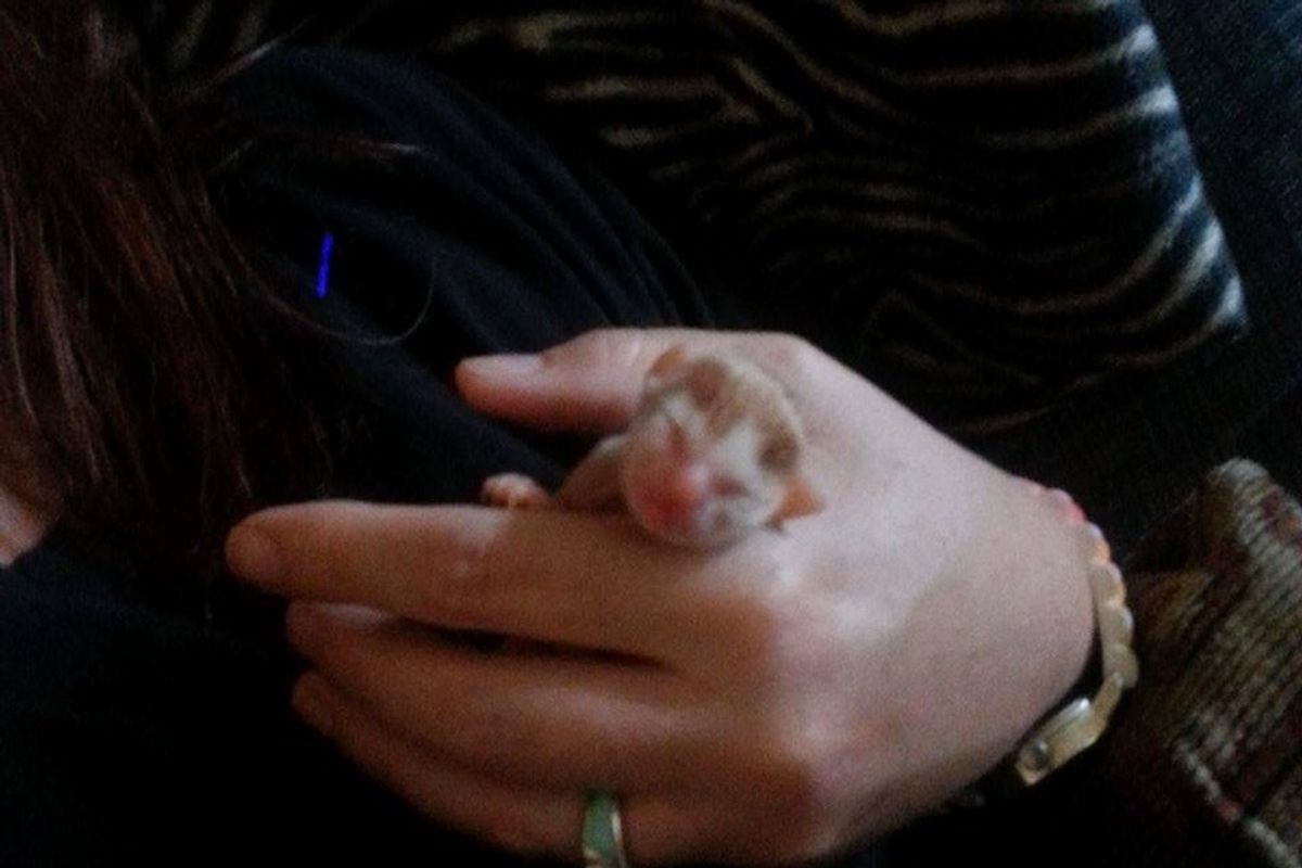 premature kitten baby survive peanut