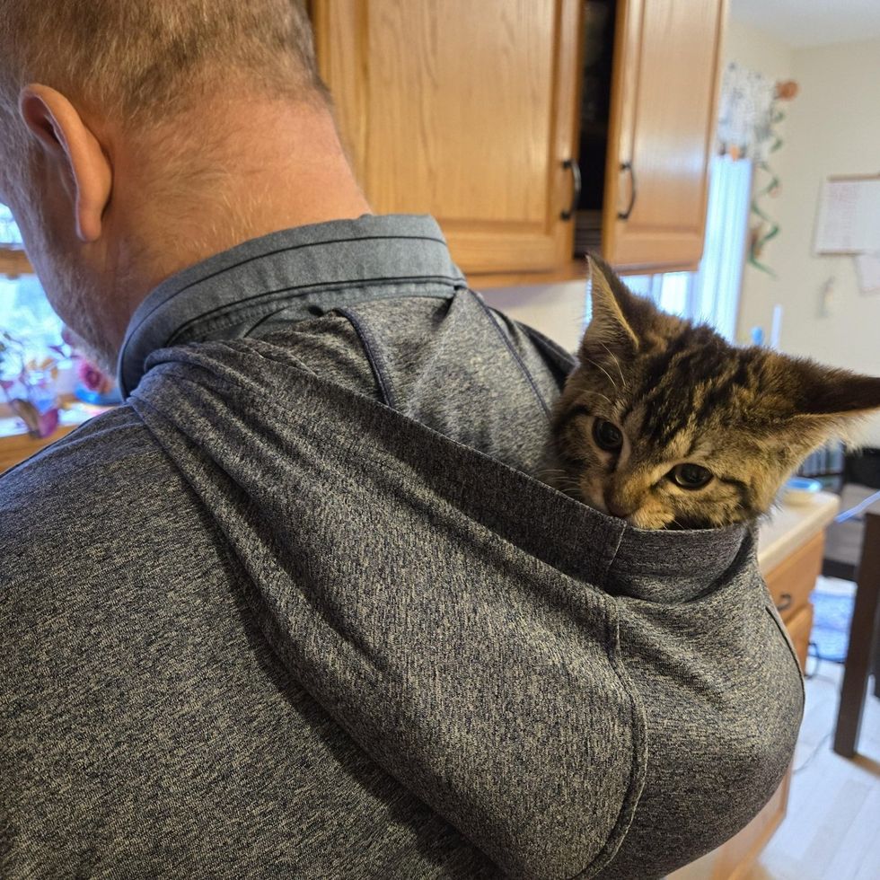 Present being carried around in the hood of a sweater while the foster is wearing the sweater