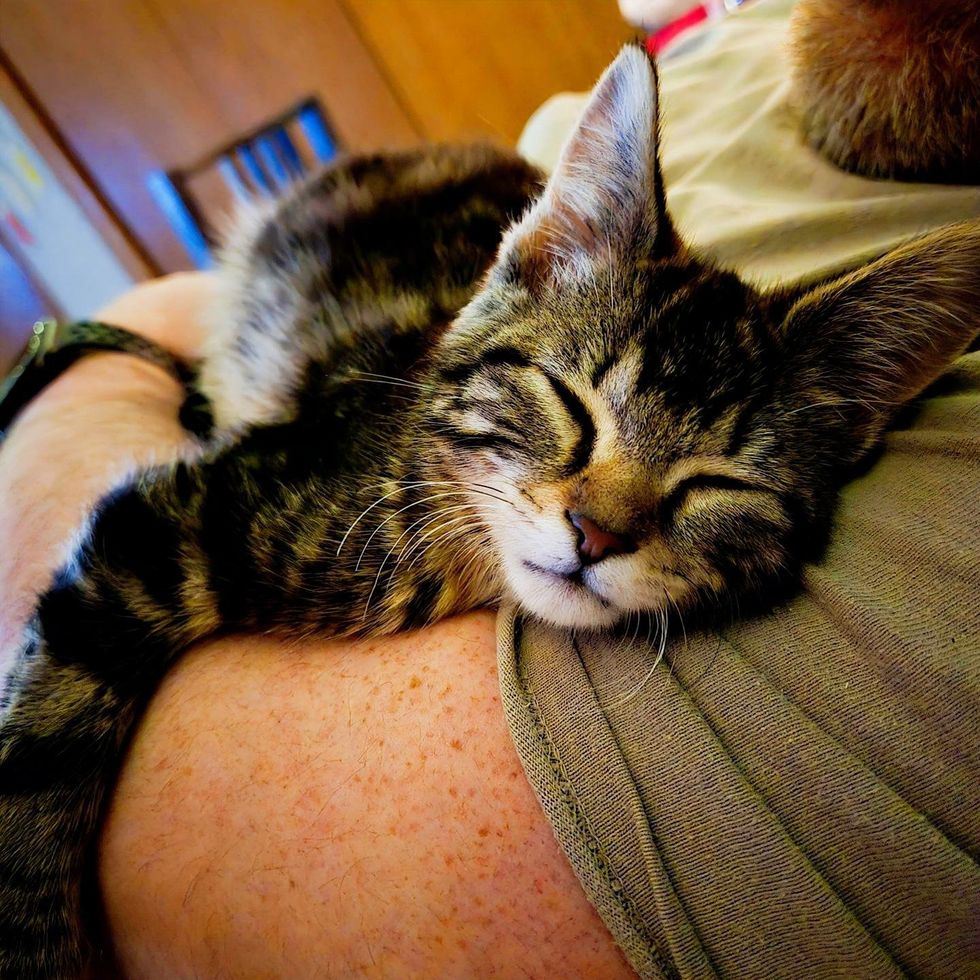 Present peacefully sleeping in the arm of a foster