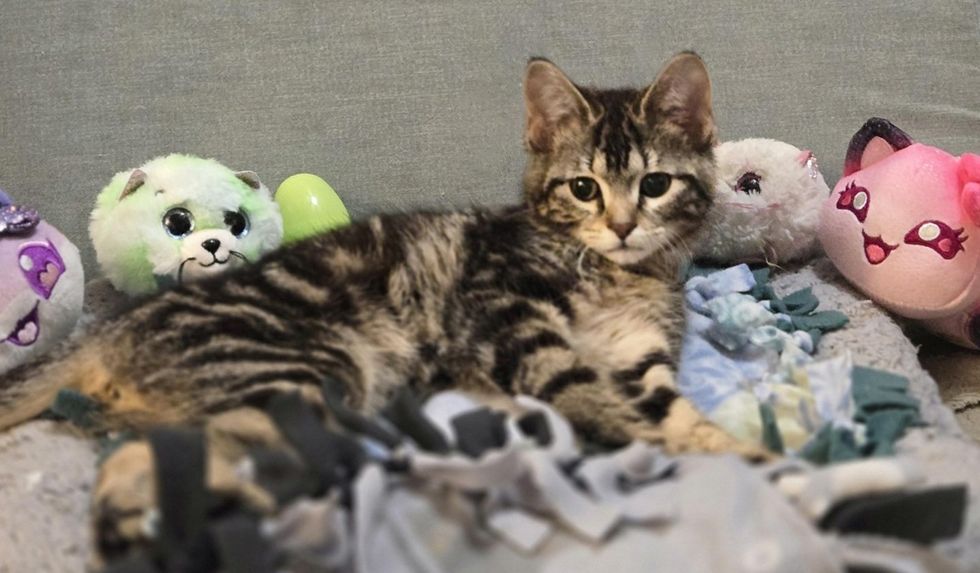 Present surrounded by her stuff toys on a blanket