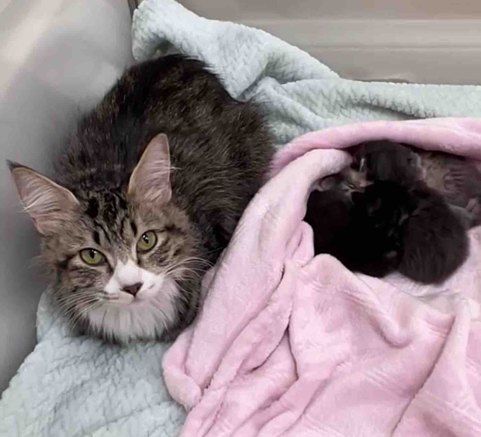 protective cat kittens