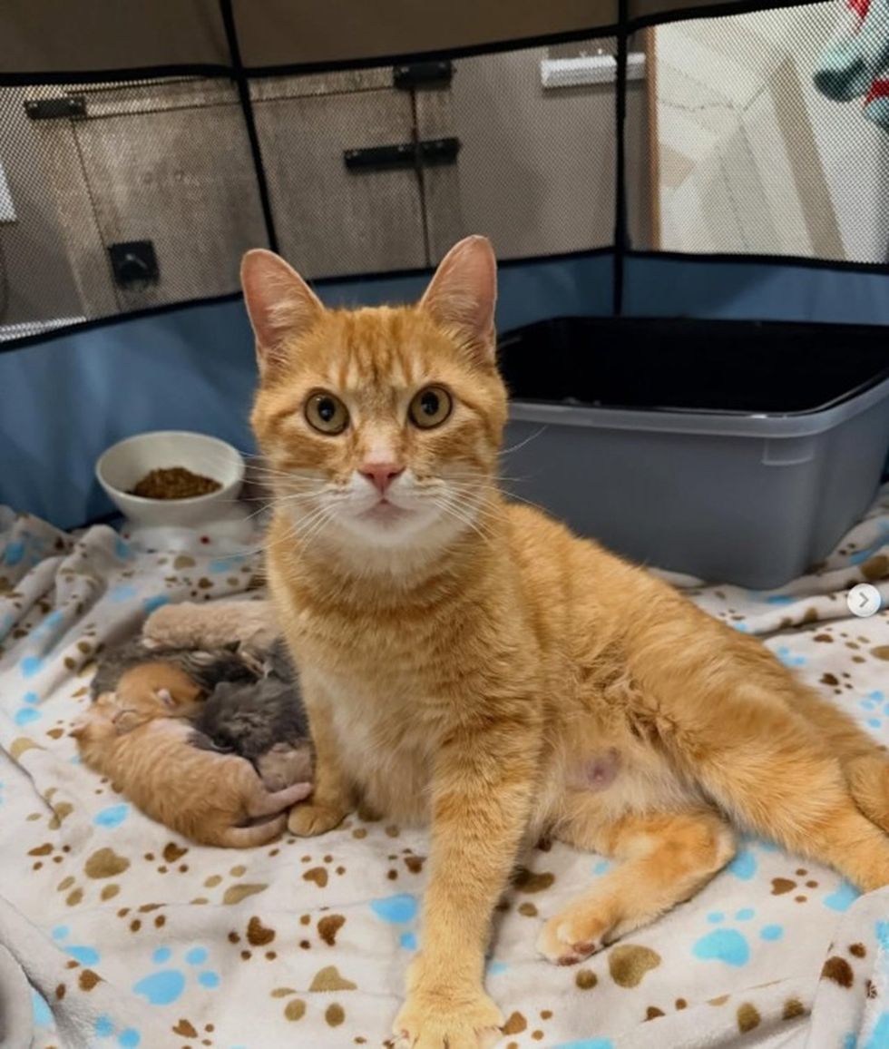 protective mother orange cat