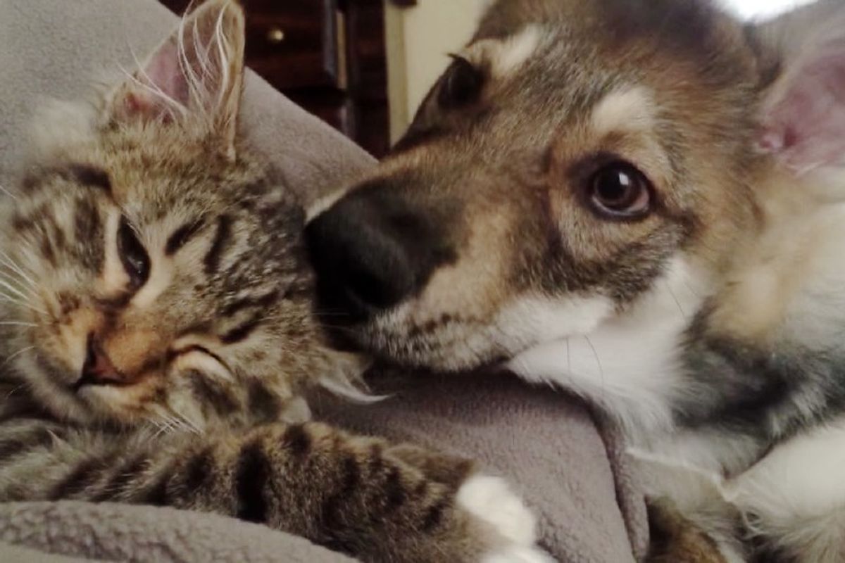 puppy adopted kitten from shelter inseparable friends