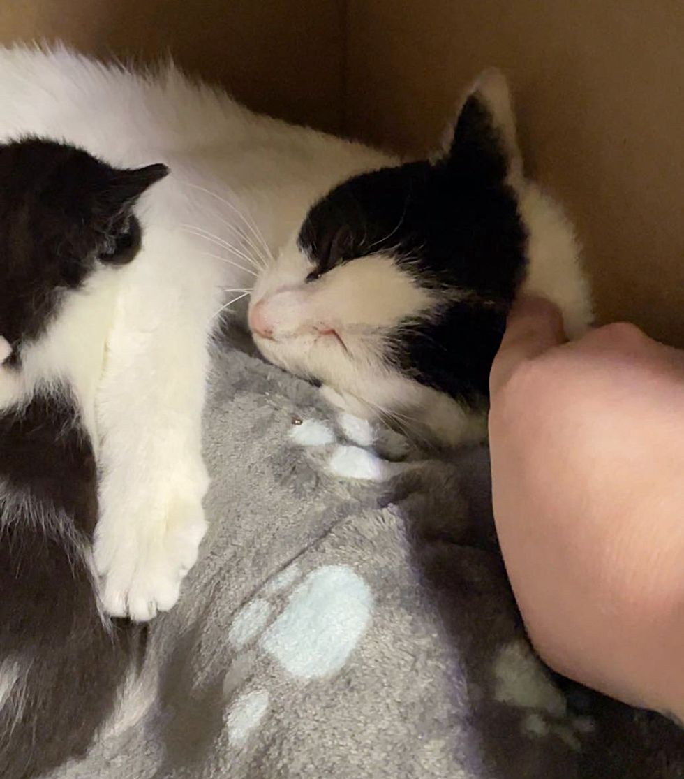 purring cat snuggly kittens