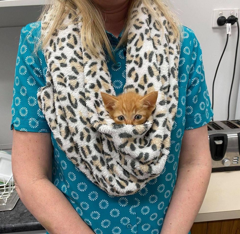 purrito, cuddly kitten, kitten cuddles, mufasa kitten