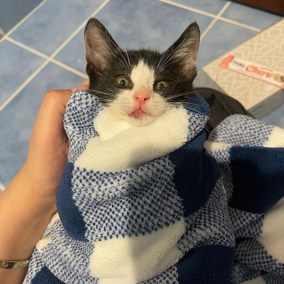 purrito kitten hitch