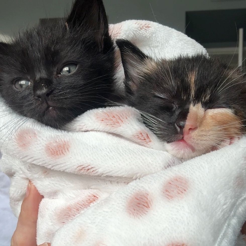 purrito kittens sleeping