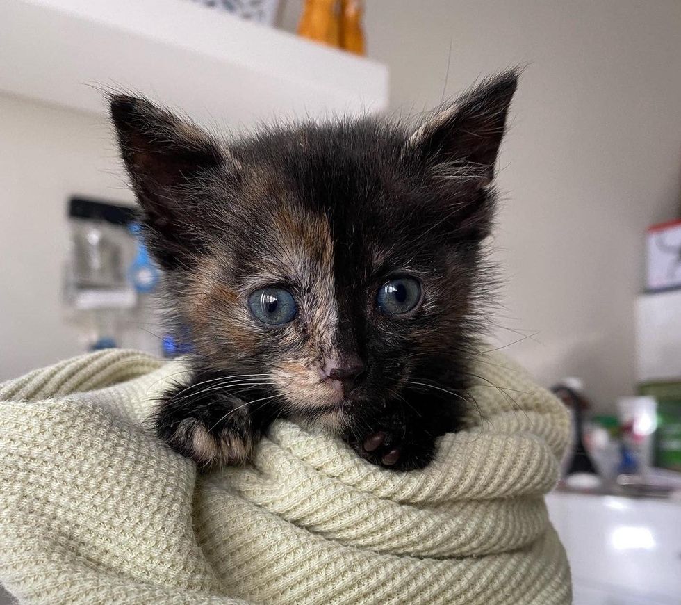 purrito tortie kitten, split face cat