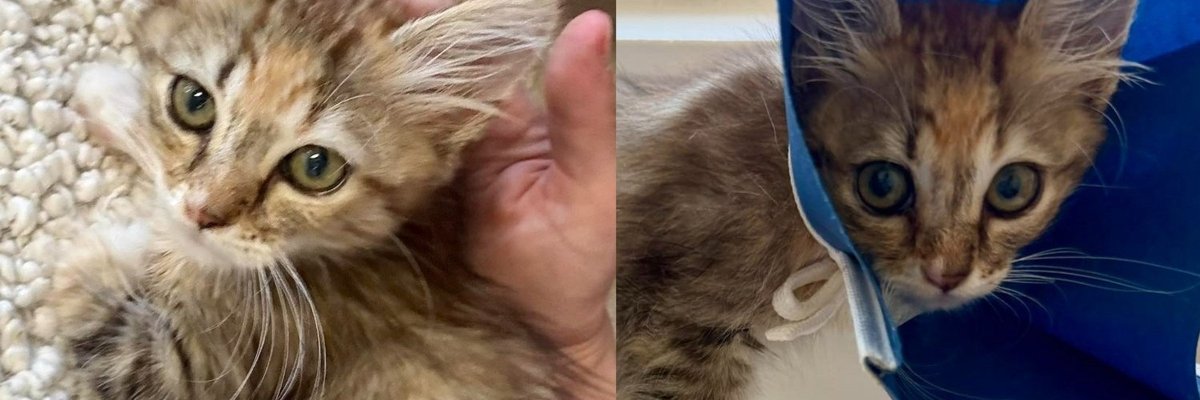 Kitten Who Survived Being Dragged by a Dog Now Trusts Enough to Purr Into Every Gentle Hand