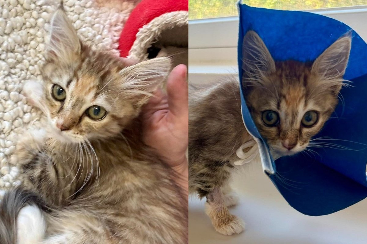 Kitten Who Survived Being Dragged by a Dog Now Trusts Enough to Purr Into Every Gentle Hand