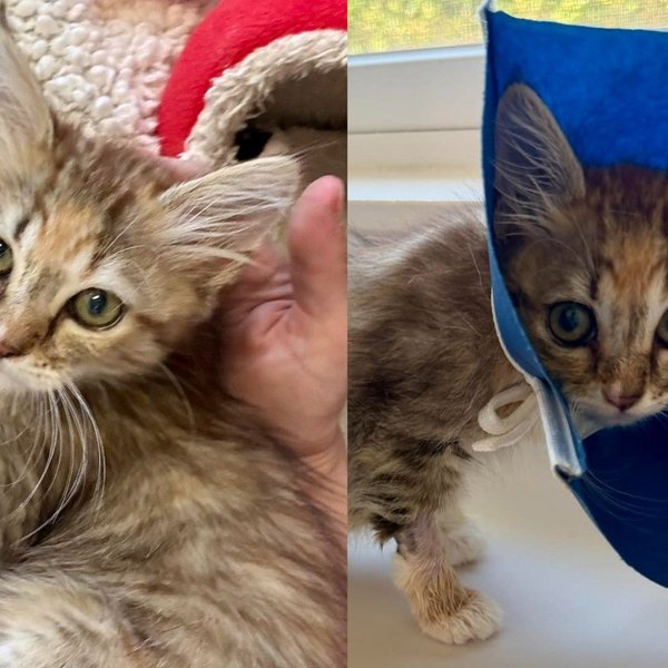 Kitten Who Survived Being Dragged by a Dog Now Trusts Enough to Purr Into Every Gentle Hand