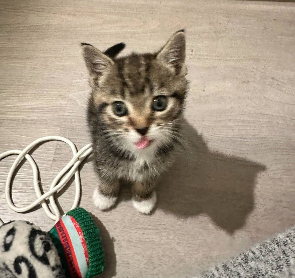 quirky kitty tongue cat