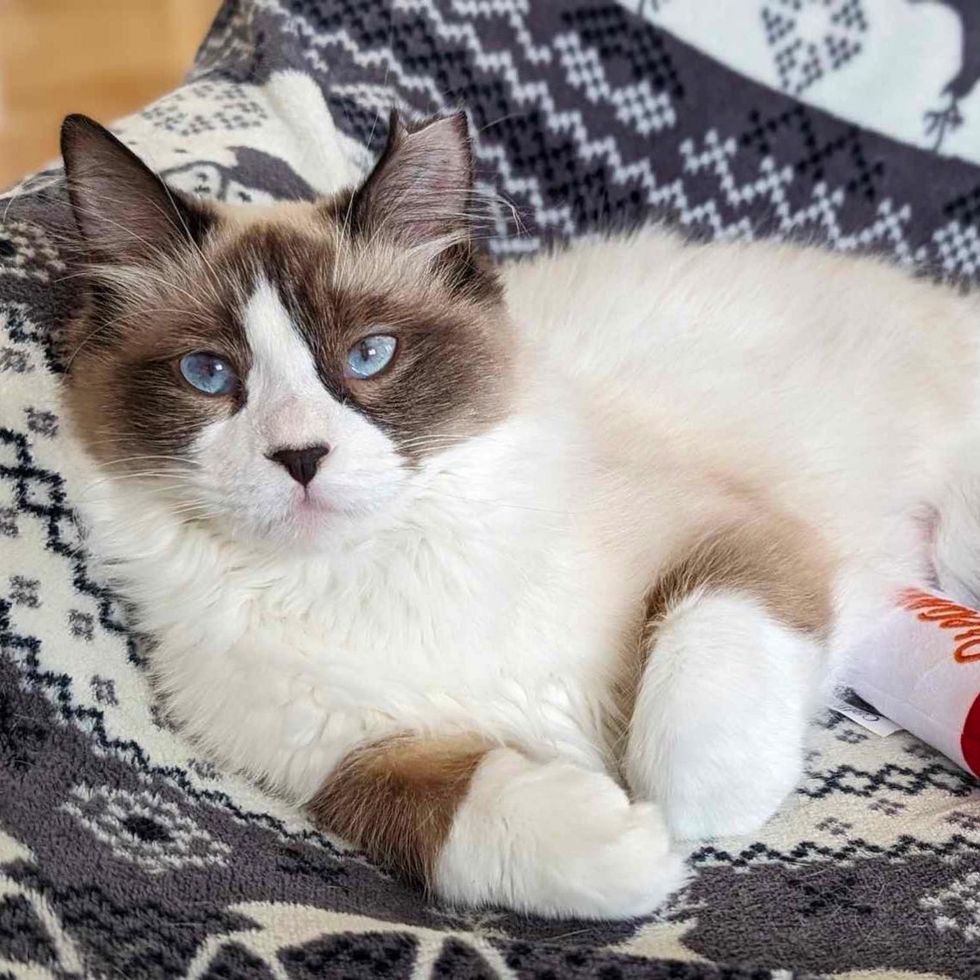 ragdoll cat fluffy