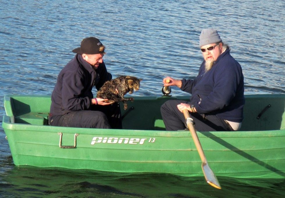 rangers save cat from reservoir after she plunged into water to chase bird