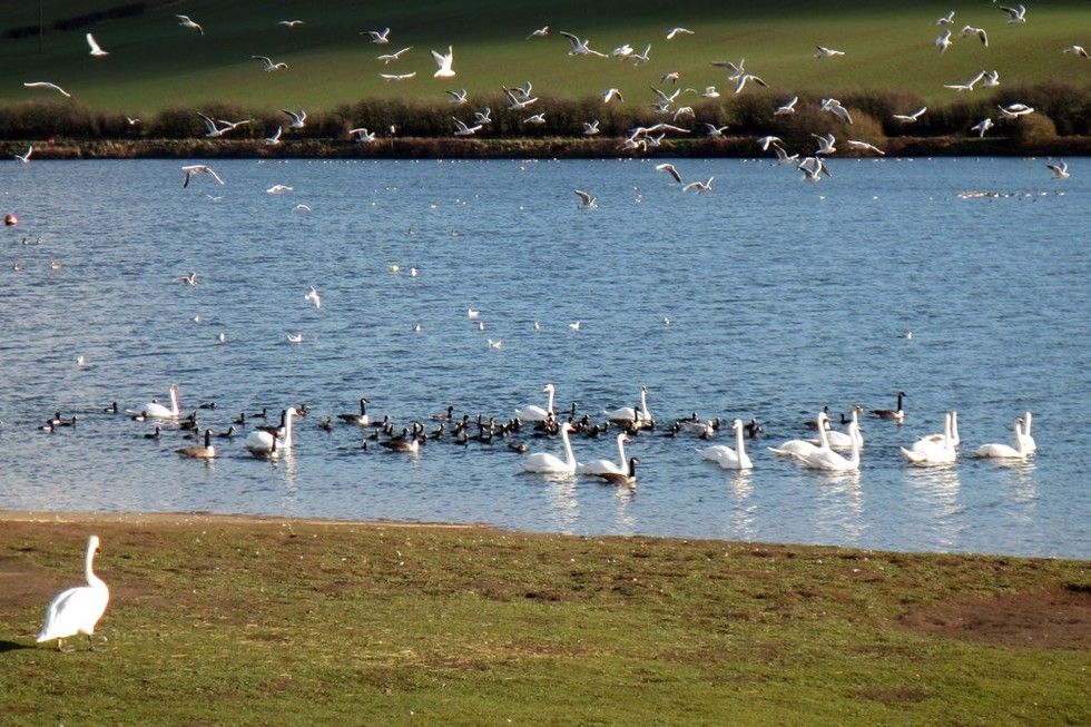 rangers save cat from reservoir after she plunged into water to chase bird