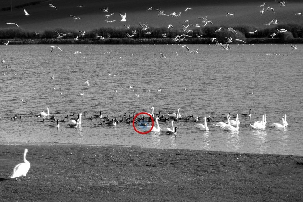 rangers save cat from reservoir after she plunged into water to chase bird