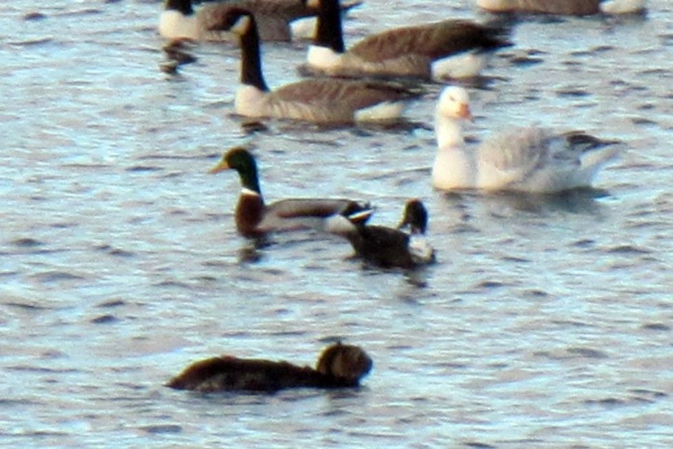 rangers save cat from reservoir after she plunged into water to chase bird
