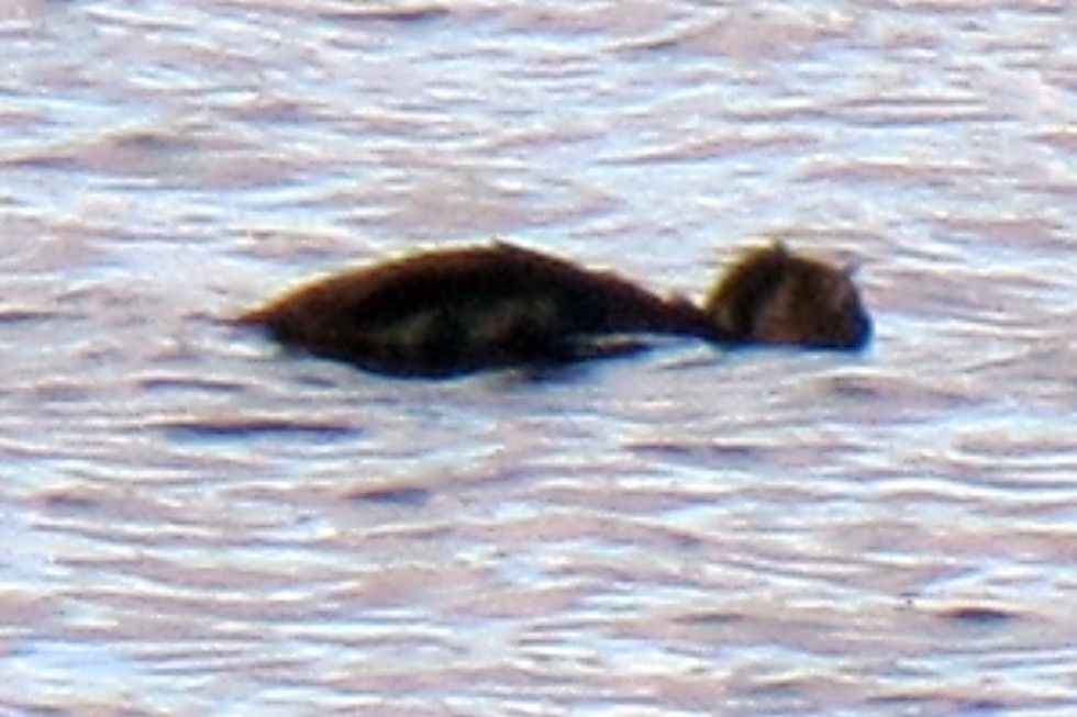 rangers save cat from reservoir after she plunged into water to chase bird