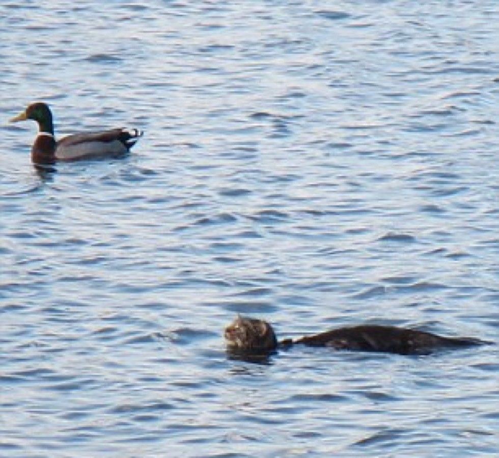 rangers save cat from reservoir after she plunged into water to chase bird