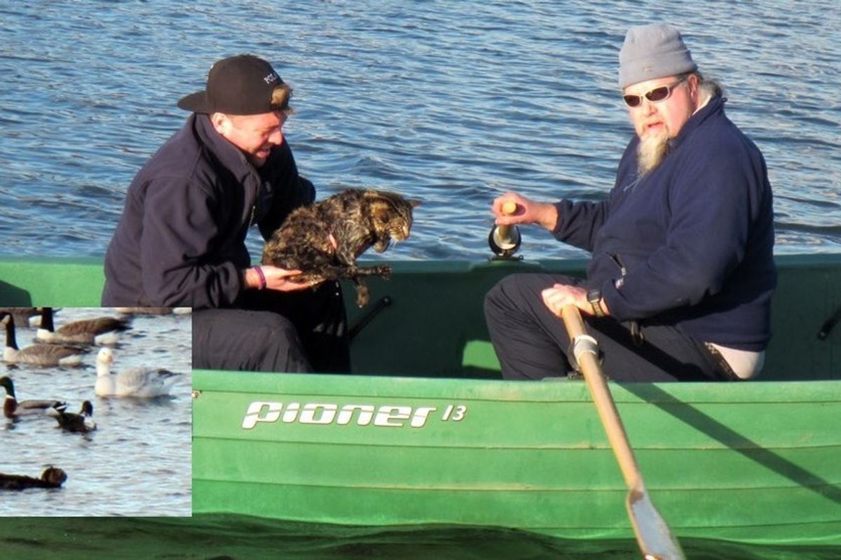 rangers save cat plunged into reservoir water to chase a bird