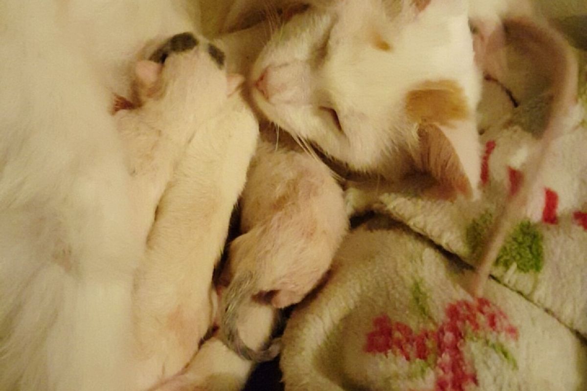 rat cuddles cat mom and kittens