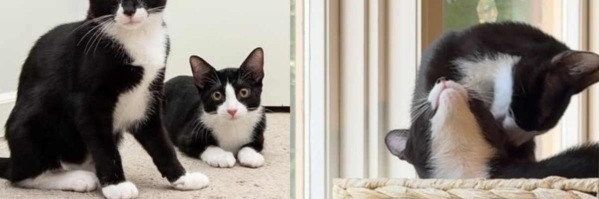 Kitten Foster Takes in Tuxedo Sisters and Notices Neither One Can Stay Mad Long Enough to Finish a Fight