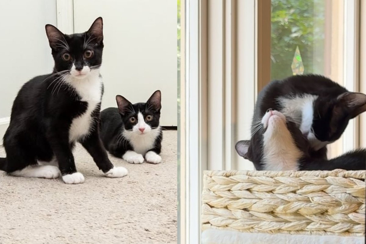 Kitten Foster Takes in Tuxedo Sisters and Notices Neither One Can Stay Mad Long Enough to Finish a Fight