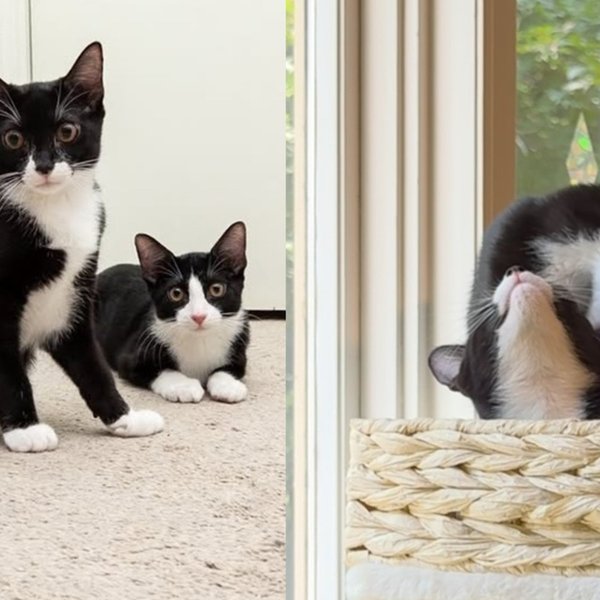 Kitten Foster Takes in Tuxedo Sisters and Notices Neither One Can Stay Mad Long Enough to Finish a Fight