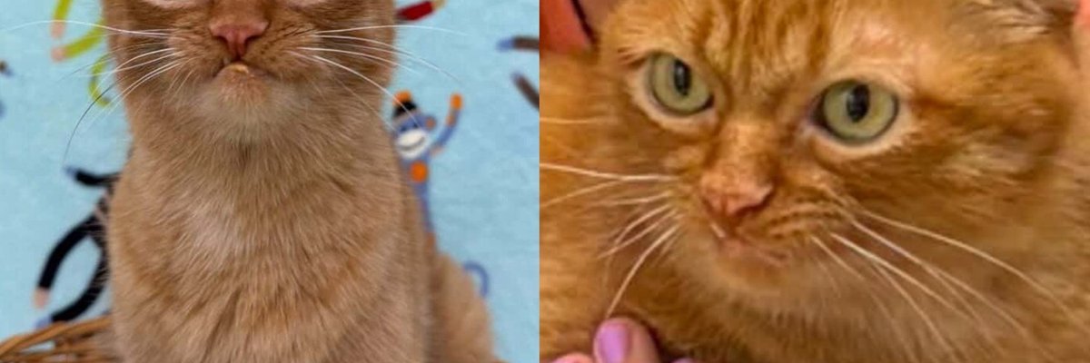 Snaggle-Toothed Cat Lost His Home of Five Years, but His Nose for Treats Led Him Straight to a New One