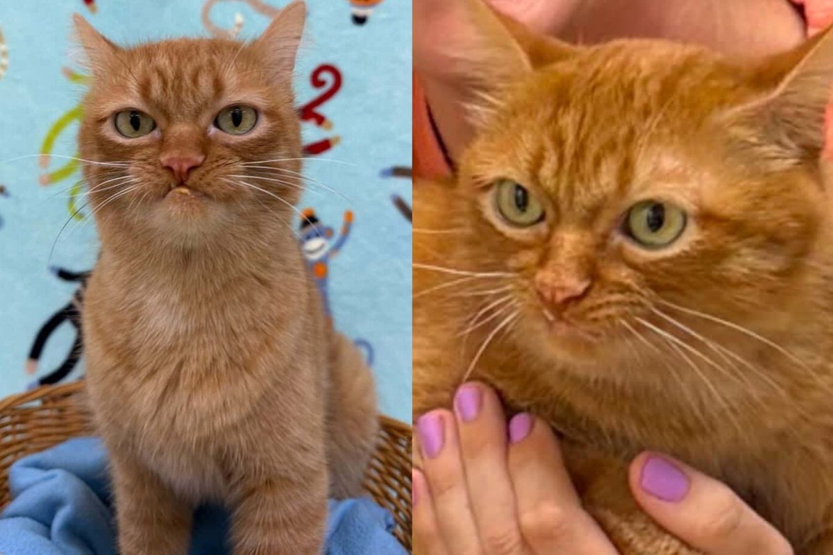 Snaggle-Toothed Cat Lost His Home of Five Years, but His Nose for Treats Led Him Straight to a New One