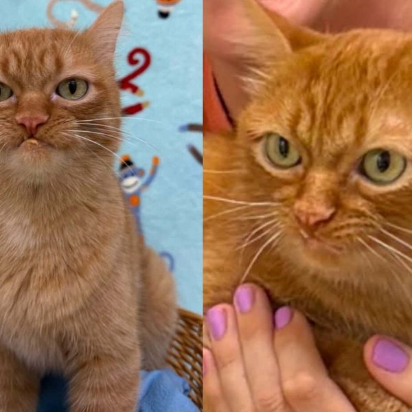 Snaggle-Toothed Cat Lost His Home of Five Years, but His Nose for Treats Led Him Straight to a New One