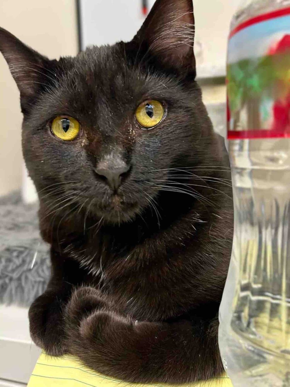 regal black cat