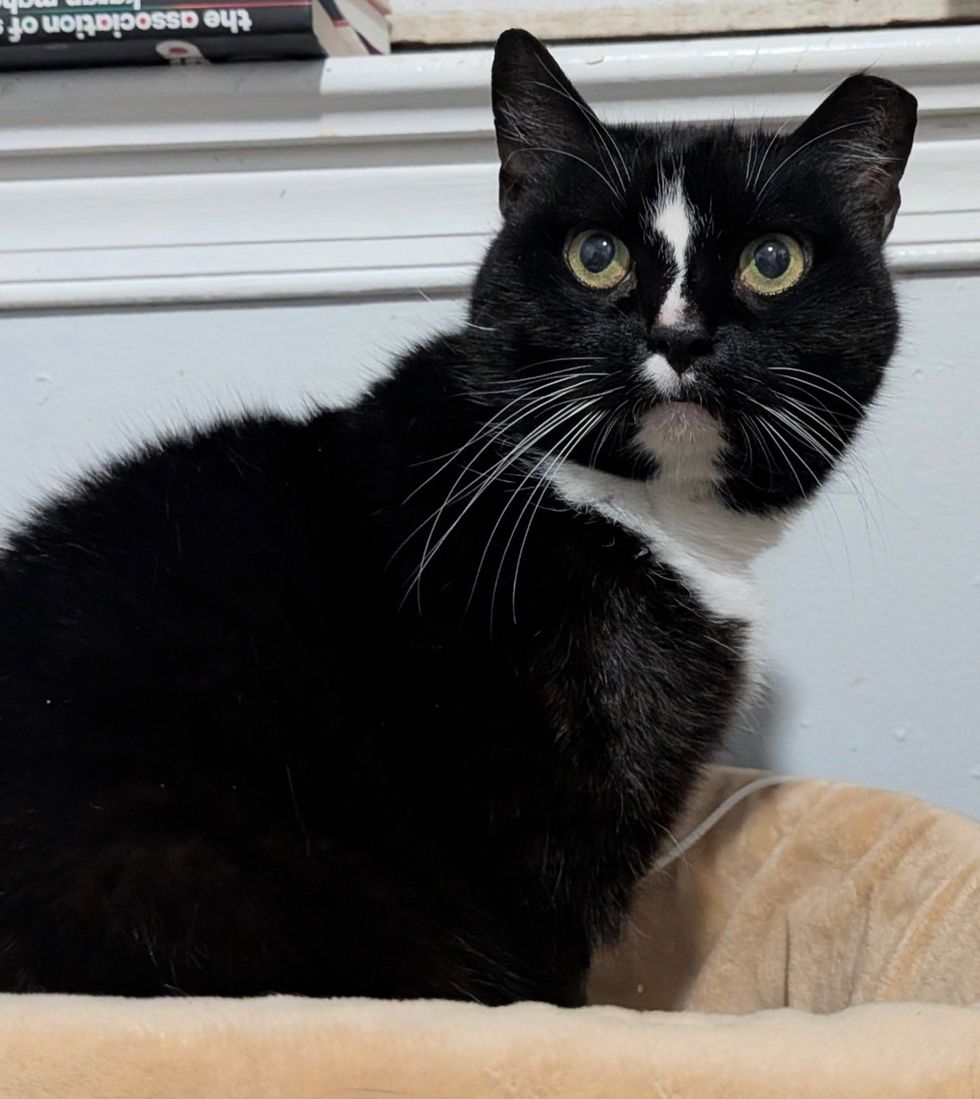 regal looking tuxedo cat