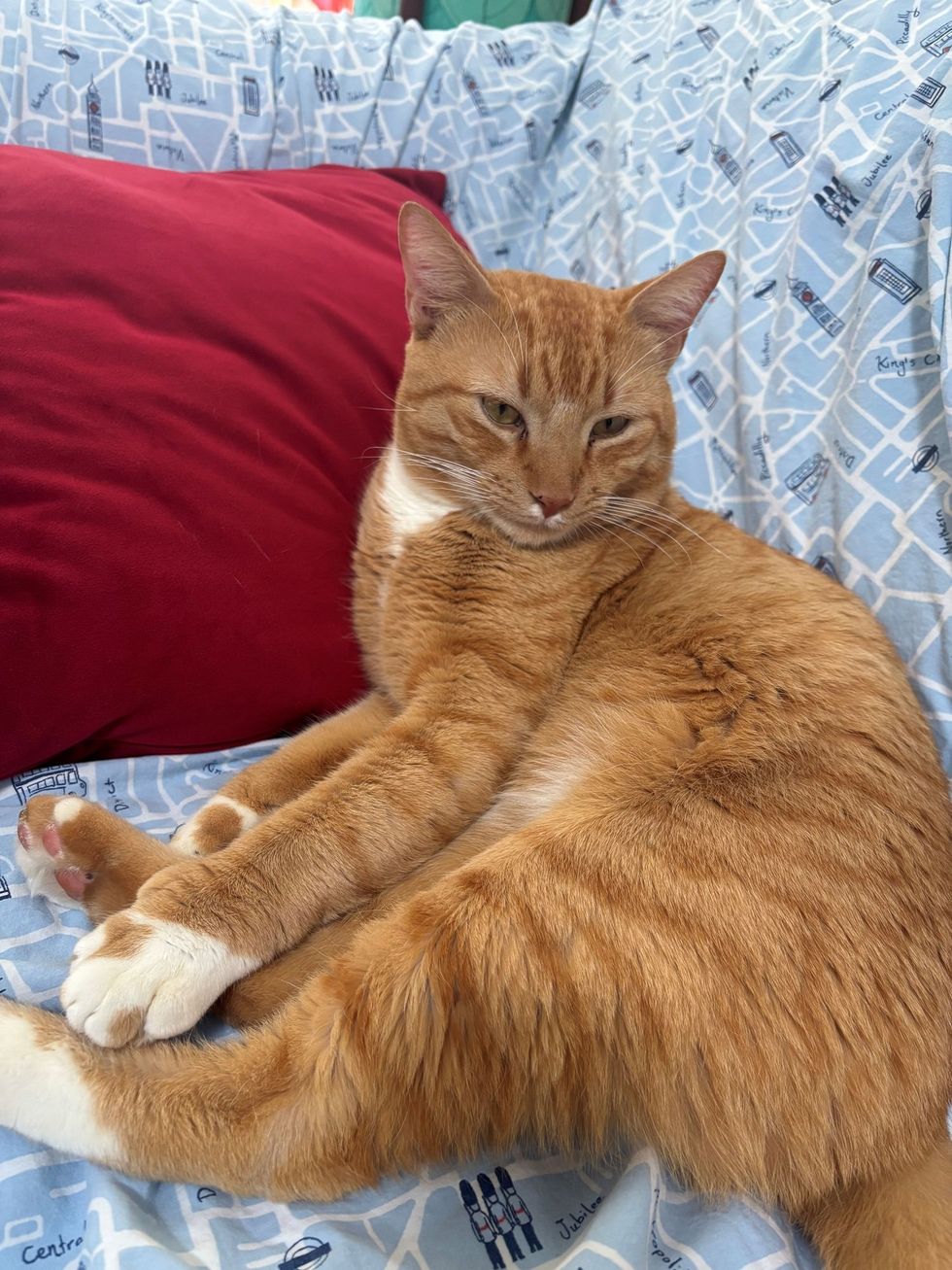 快適に過ごすオレンジ猫
