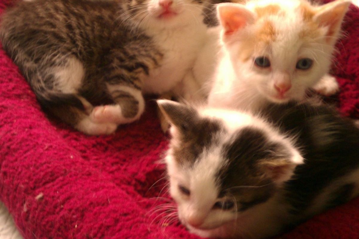 Relaxing at foster mom's house (One kitten dashed away before the picture was taken)