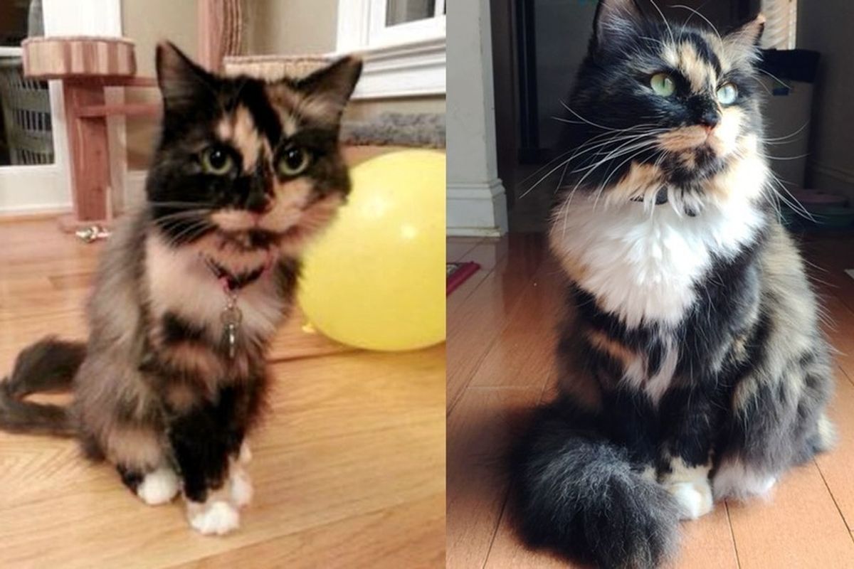 rescue calico cat thin to gorgeous love can do