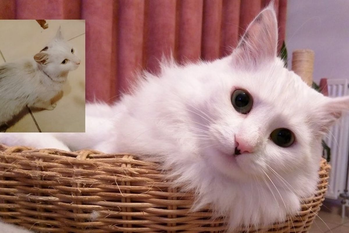 rescue cat and her new found fluff