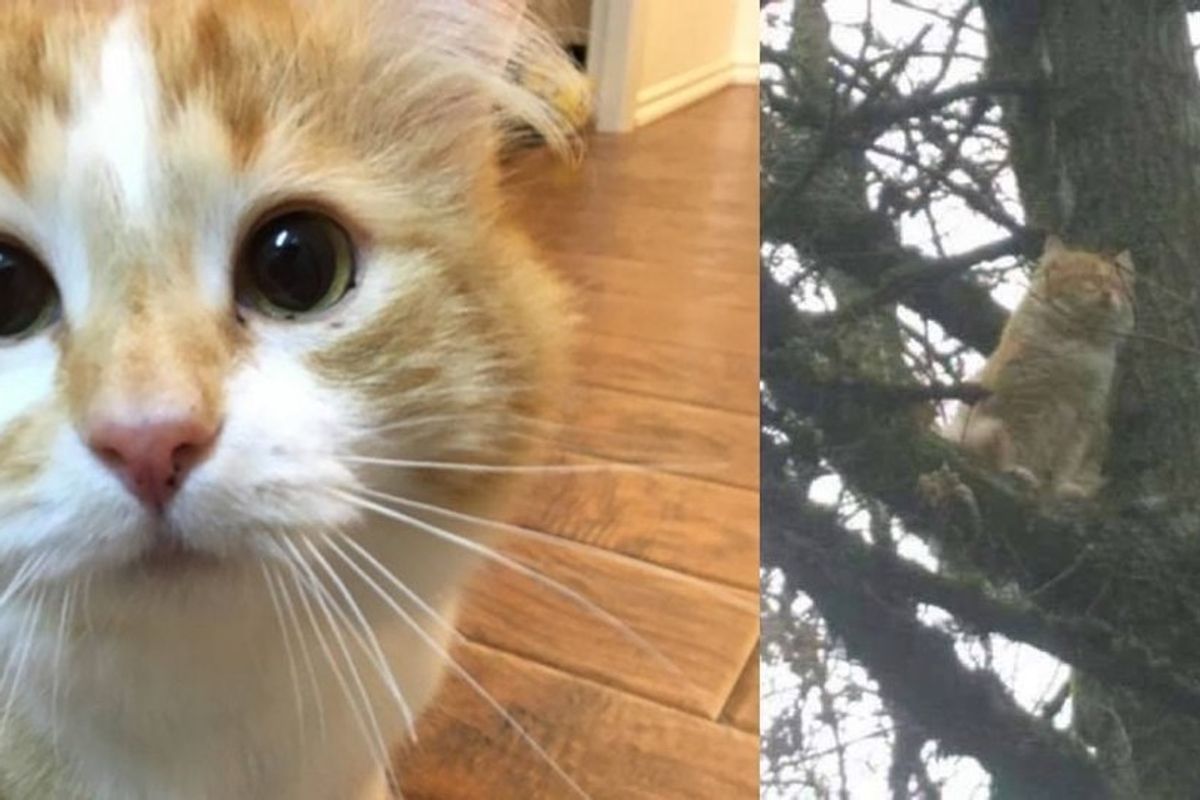 rescue cat turned around by love