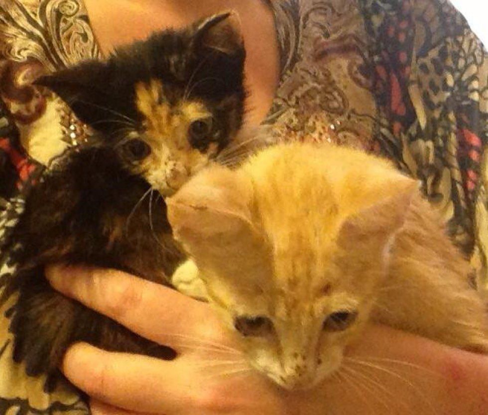 rescue feral kittens